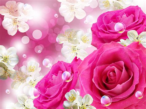 wallpapers hd nature flower rose wallpaper cave