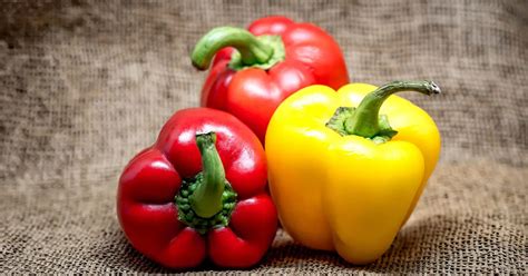 Does Bell Pepper Go Bad How To Keep Your Peppers Fresh
