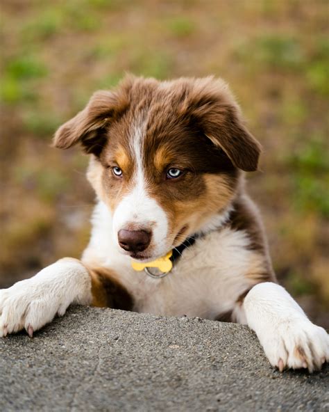 Guide to Energetic Border Collie-Aussie Shepherd Mix