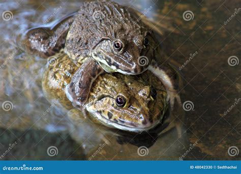 Frog breeding in the farm stock photo. Image of love - 48042330