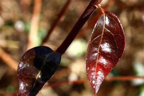 Imagen gratis árbol hoja flora naturaleza madera temporada otoño