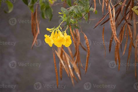 Yellow Trumpet Flower Tree 29939226 Stock Photo at Vecteezy