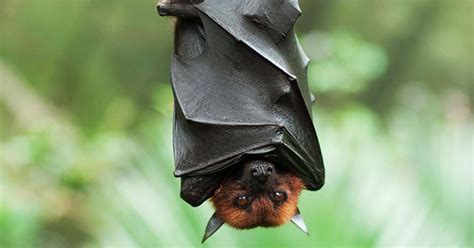 Breaking News Scientists Confirm That Bats Are The Most Probable