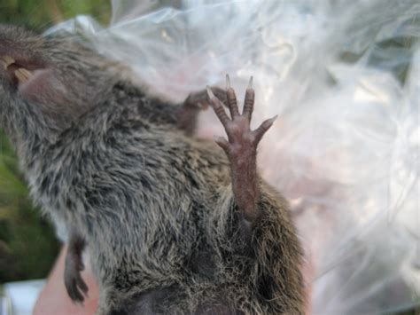 Microtus ochrogaster (Prairie vole) - Michigan Natural Features Inventory