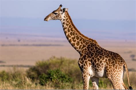 Prozesa Por Qu El Cuello De Las Jirafas Es Tan Largo