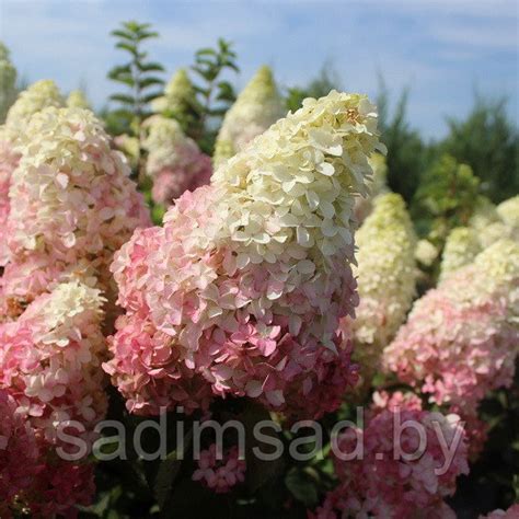 Гортензия метельчатая Диамантино (Diamantino) 2 года: продажа, цена в ...