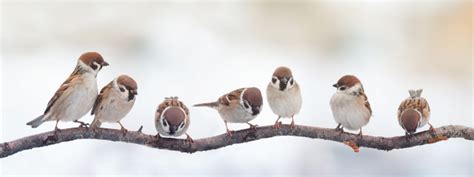 You Are Worth More Than Many Sparrows The Methodist Church In Singapore