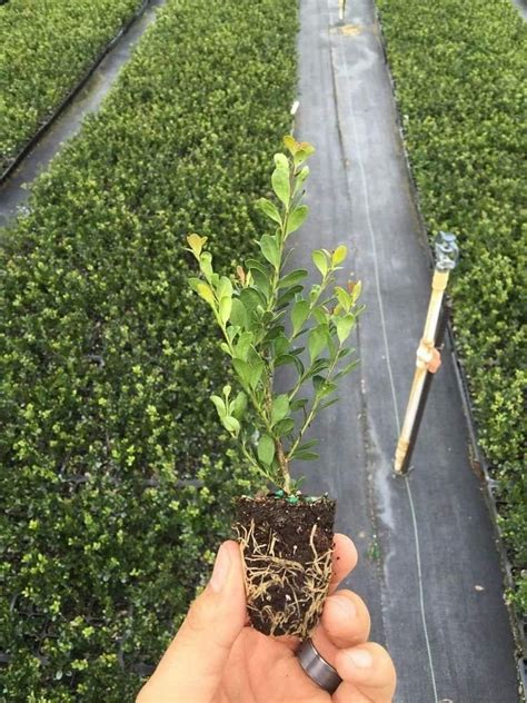 Japanese Holly Ilex Compacta Crenata 60 Live Plants Evergreen Tree