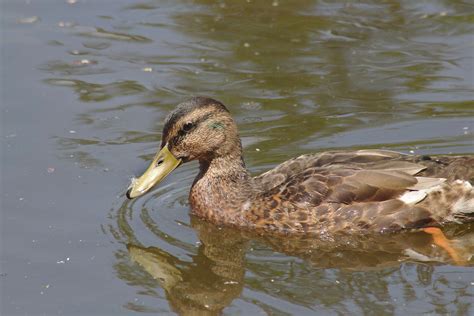 Free Images Nature Wing City Wildlife Beak Park Garden Fauna