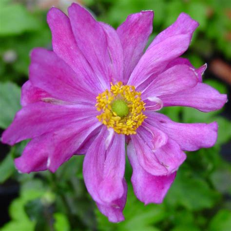 Anemone hybrida 'Pamina'