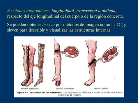 Anatomia Ppt