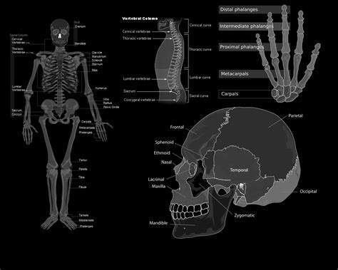 Anatomy Computer Wallpapers Desktop Backgrounds 1280x1024 Id