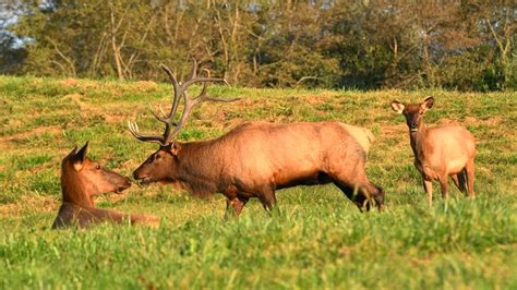 Tennessee Elk Dr. David Sloas Wildlife Photography TN Elk | Tennessee ...