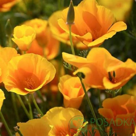 Эшшольция Калифорнийская Абрикосовый - купить в Украине