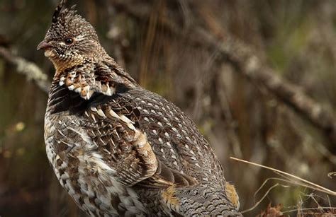 Ontario Small Game Hunting | Waterfowl, Grouse, Small Game Guides