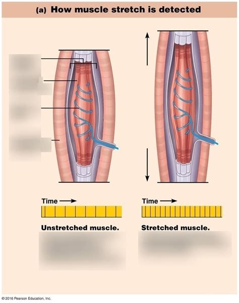 Muscle Stretch Detection- Intrafusal and Extrafusal Diagram | Quizlet