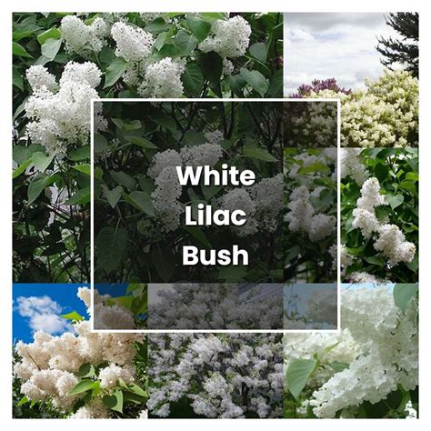 How To Grow White Lilac Bush Plant Care Tips Norwichgardener