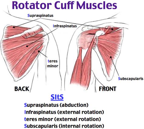 Rosh Review Shoulder Exercises Physical Therapy Rotator Cuff