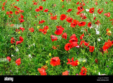 Papaver Poppy Field Red Yellow Hi Res Stock Photography And Images Alamy