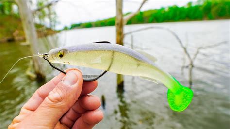 Catching Giant Bass Fishing Swimbaits Through Heavy Cover Spring Bass