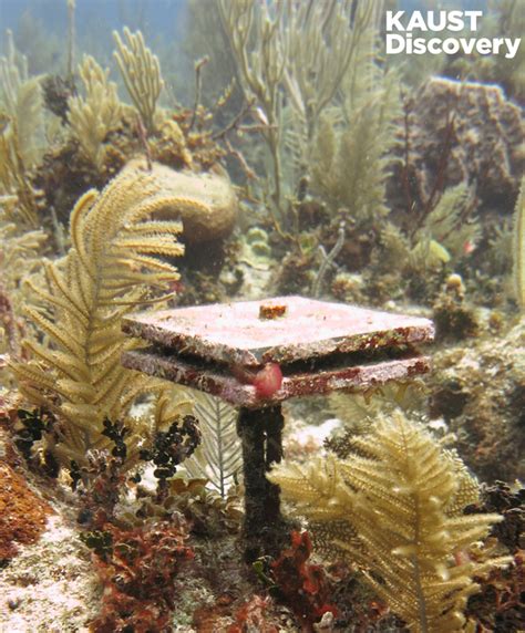 Checking Coral Reef Health One [image] Eurekalert Science News Releases