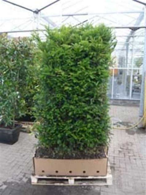 Eibe Heimische Eibe Fertighecke Heckenelement Cm Taxus