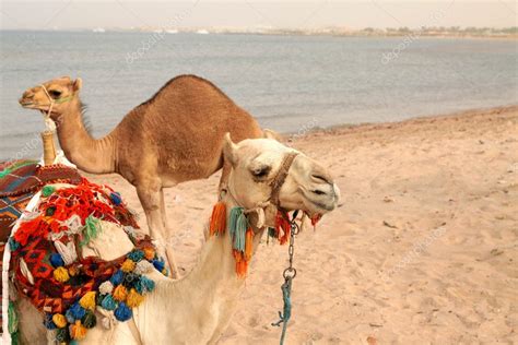 Dromedary camel — Stock Photo © agnieszka_g #6305363