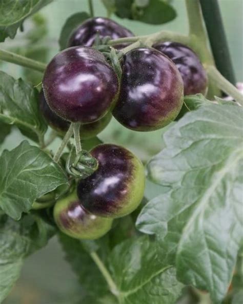 Graines De Tomate Bleue Osu Blue Tomato Boutique V G Tale