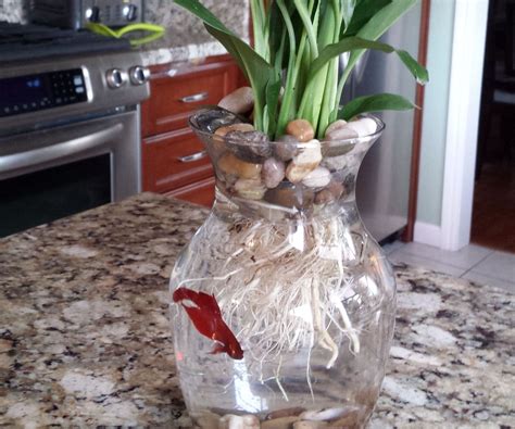 Betta Fish Flower Vase Fish Plants Vase Fish Tank Fish Tank Plants