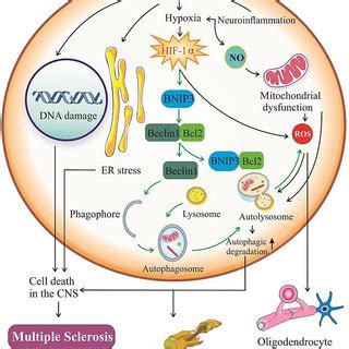 Hif In The Crosstalk Between Reactive Oxygen Species And Autophagy