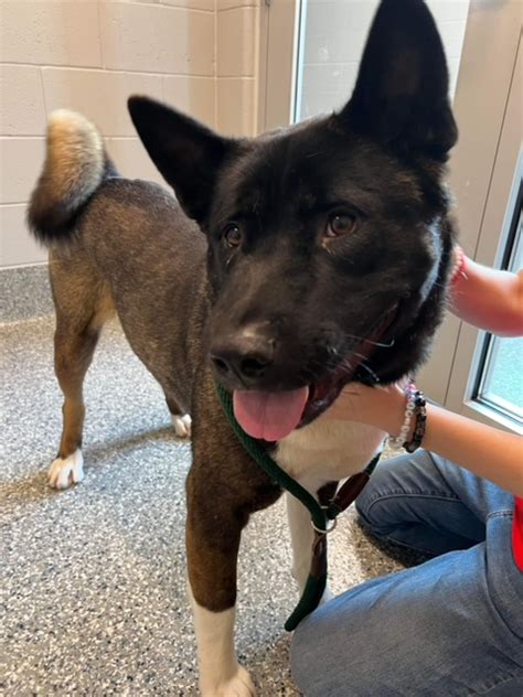 Maple Mars Orphan Midwest Akita Rescue Society