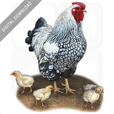 Stock Art Drawing of an Bantam Chicken - inkart