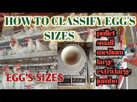 HOW TO CLASSIFY ACCORDING EGG S SIZE POULTRY LAYER FARM IN BOHOL