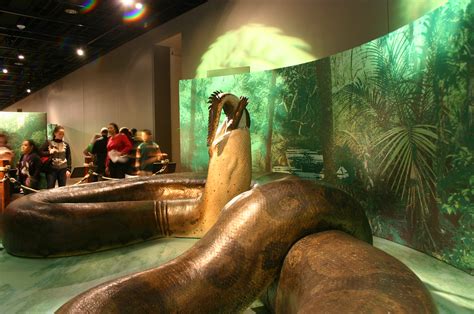 Titanoboa | Taken at the Smithsonian Natural History Museum.… | Flickr