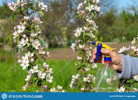 Spraying The Branches Of A Flowering Apple Tree In The Garden From