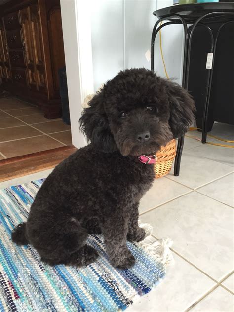 Black Miniature Poodle Haircuts