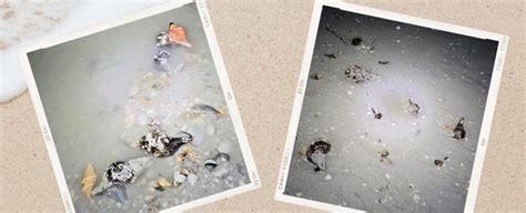 Sanibel Island Resident Finds 9 Junonia Shells!