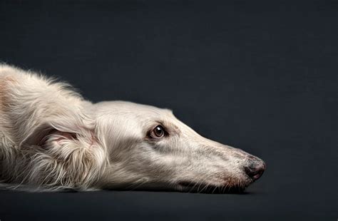 Silken Windhound Dog Breed Information & Pictures – Dogtime