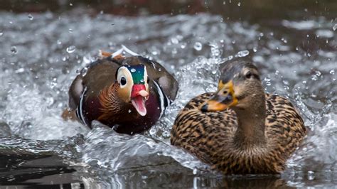 The Hot Duck That Won’t Go Away The New York Times