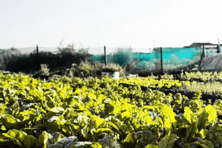 Gallery Lagos State Ministry Of Agriculture And Food Systems