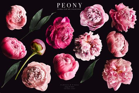 Peony Floral Clip Art Graphics Collection Clip Art Library