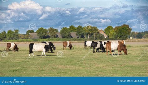 Lakenvelder cow and calf stock photo. Image of europe - 78631446