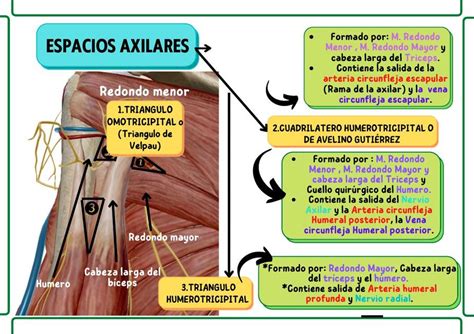 Espacios Axilares Y Plexo Braquial Inervaci N Sensitiva Udocz