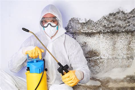 Mold Removal And Remediation Los Angeles Absolute Maintenance