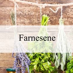 TheFlavoredHerb - Farnesene