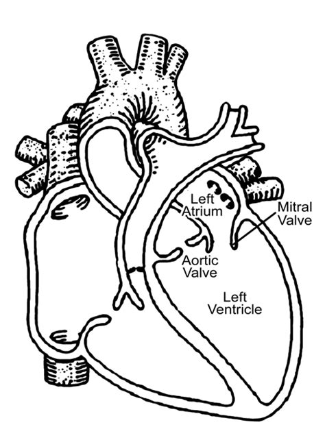 basic anatomy   heart  scientific diagram