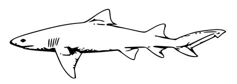 how to draw a lemon shark