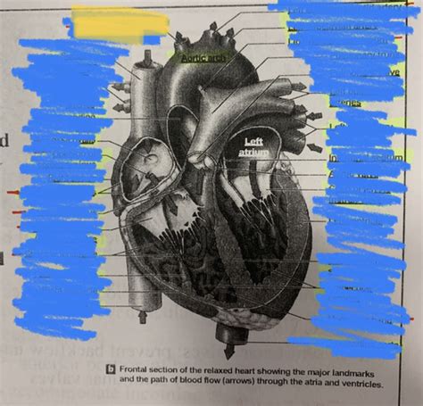 Anatomy Exam Chp Diagrams Flashcards Quizlet