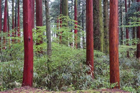 Michael Yamashitaphotoeth On Twitter Gm Have You Ever Seen A Red