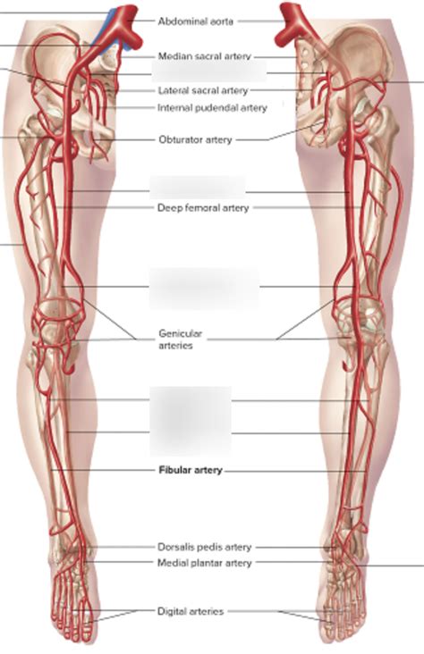 Leg Arteries Diagram Quizlet